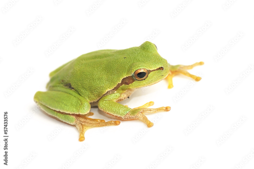 Obraz premium Tree frog (Hyla arborea)