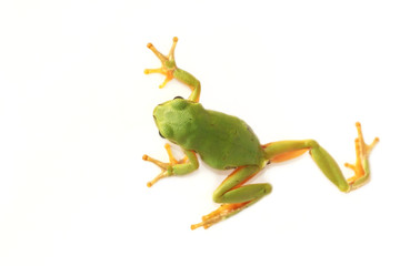 Wandcirkels Kikker Europese boomkikker op groen blad  © Mirek Kijewski