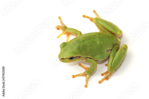 Tree frog (Hyla arborea)
