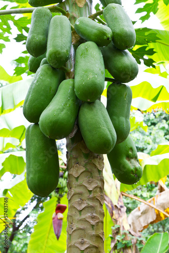 Green papaya fruit abundance on the non-toxic common in gardens