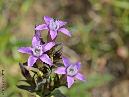 Deutscher Fransenenzian  Gentianella germanica 