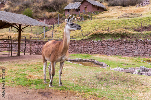 Peruvian  Llama. Farm of llama alpaca Vicuna in Peru America