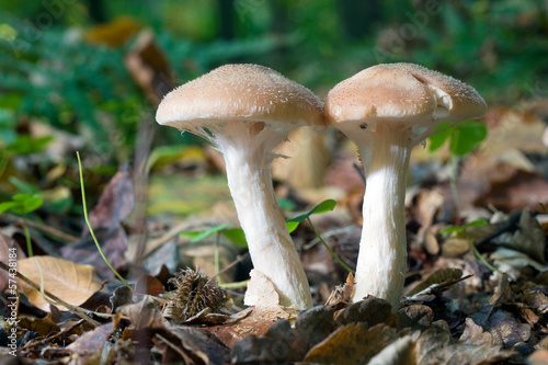 Mushrooms in forest