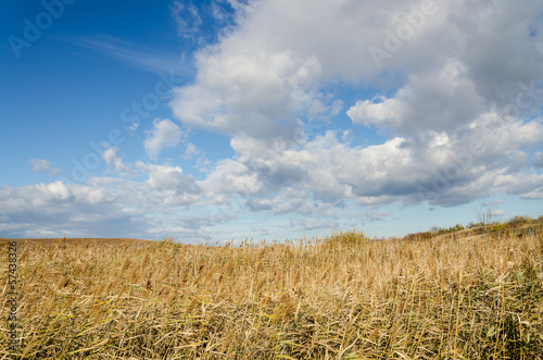 brown field and blue sky