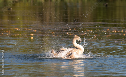 Jeune cygne brun qui se nettoie