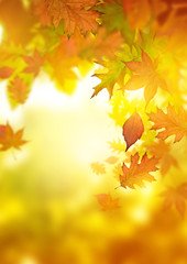 Autumn Falling Leaves