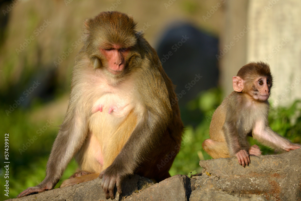 Monkey, Rhesus macaque at Swayambhunath temple. Nepal