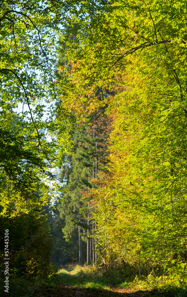 Path crossing autumnal stand of Bialowieza Forest Path crossing autumnal stand of Bialowieza Forest