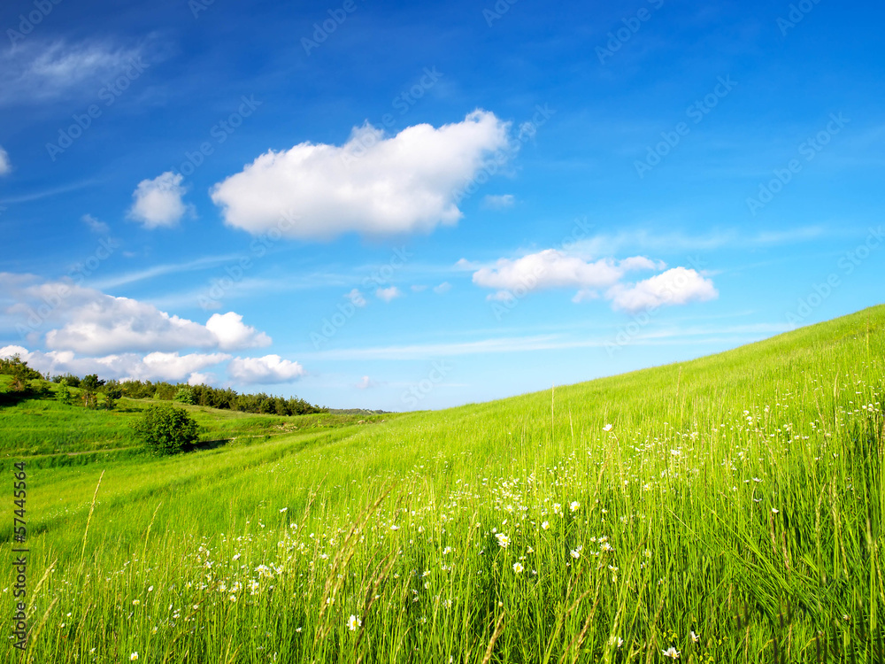 Field and cloudy sky in the summer time.