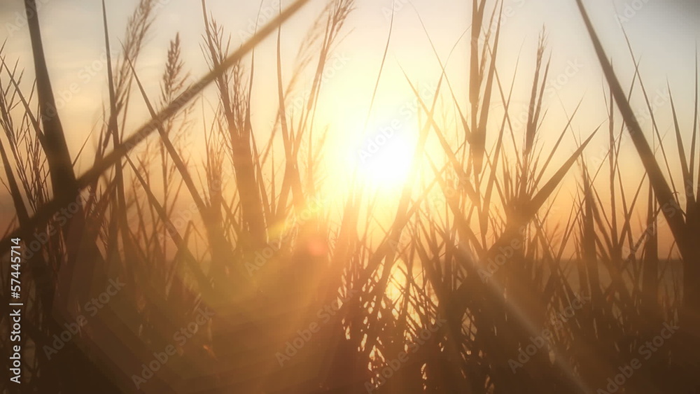 sunset sea grass sunset sea grass