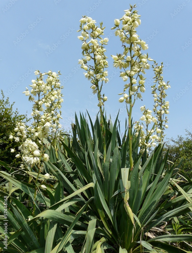 Fototapeta premium yucca filamentosa