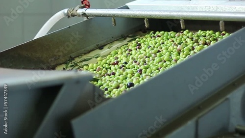 Olio di oliva Processo di produzione al rullo trasportatore photo
