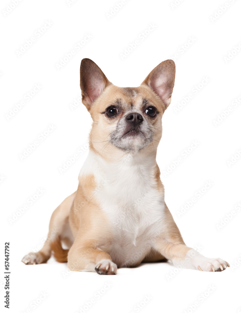 Lying cute straw-colored doggy, isolated on white