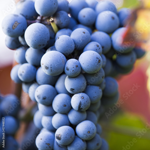 Wine grapes on a vine branch