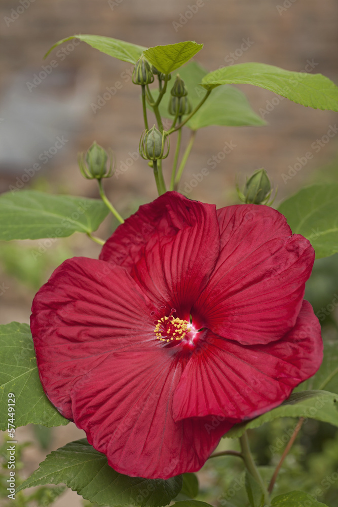 Blooming red Hibiscus flower in garden Blooming red Hibiscus flower in garden
