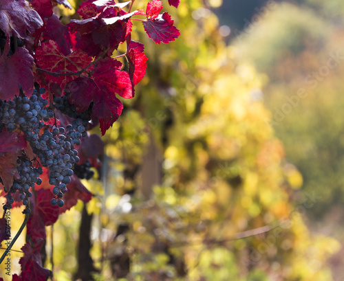 Wine grapes on a vine branch