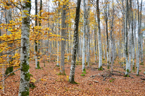 Autumnal forest © olandsfokus