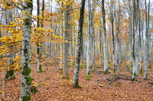 Autumnal forest