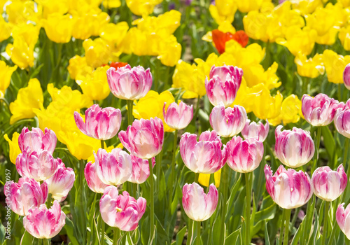 Pink and yellow tulips