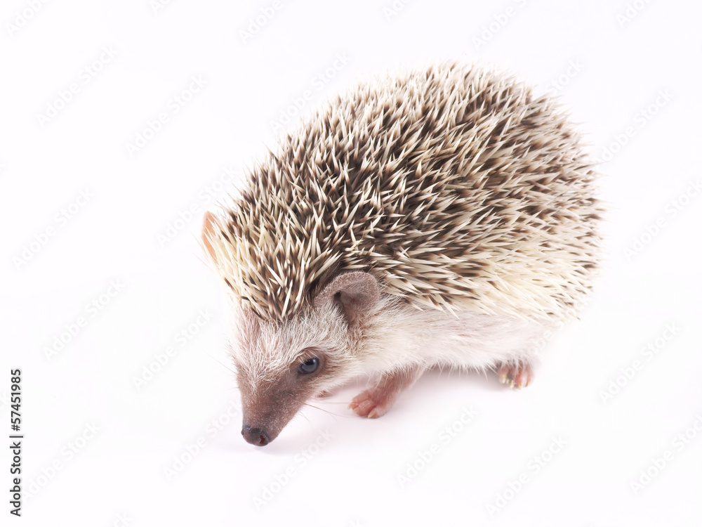 Fototapeta premium African Pygmy Hedgehogs (Atelerix albiventris)