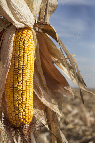 Corn maize ear ready for harvest