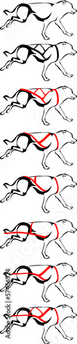 design options for dog sled harness breeds
