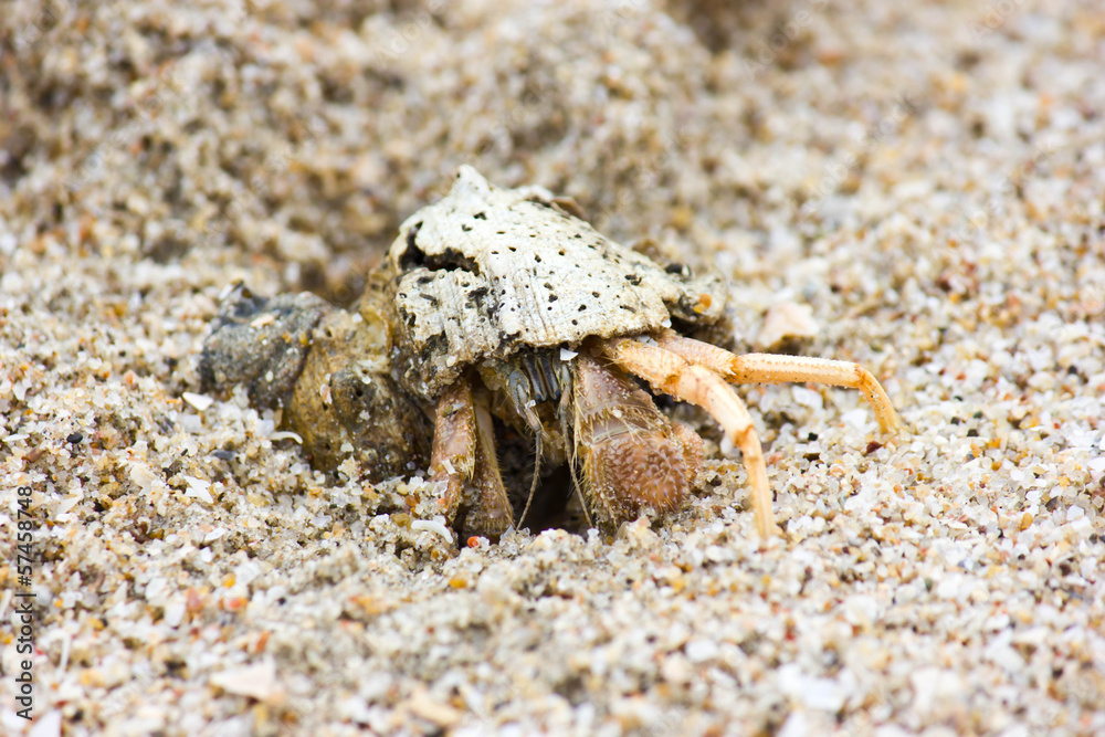 Crab on the Beach 