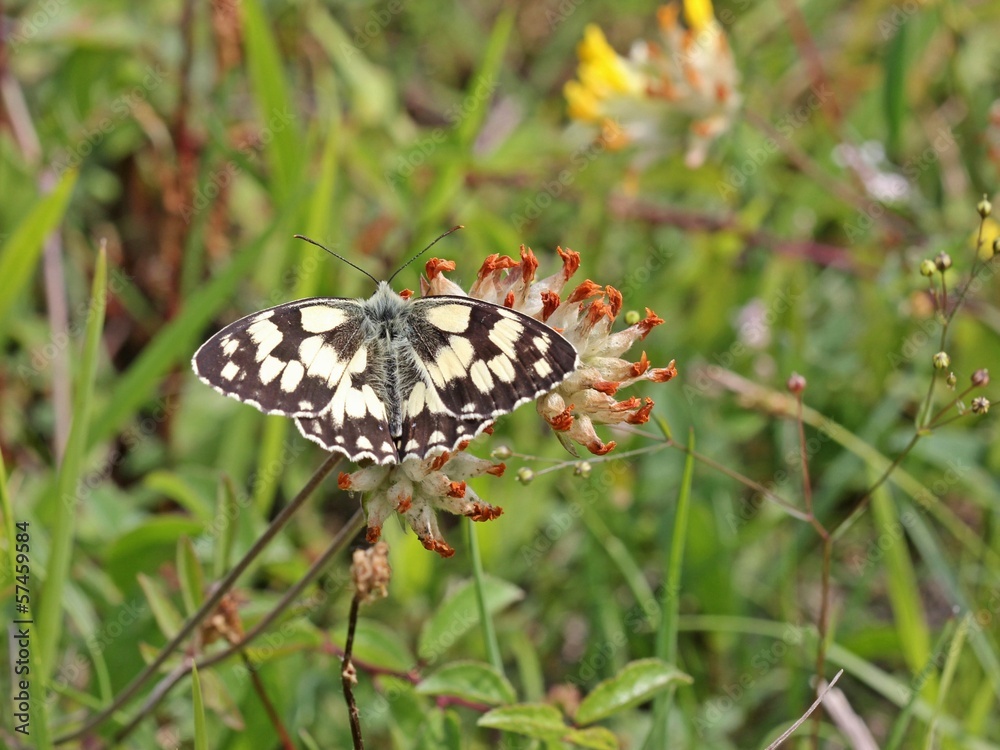 Schachbrettfalter (Melanargia galathea)