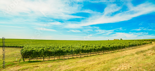 Chianti region  vineyard and farm. Tuscany  Italy