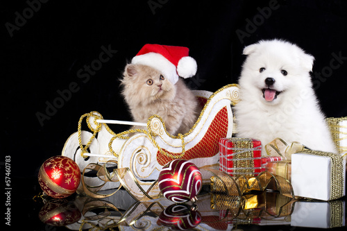 Fototapeta Naklejka Na Ścianę i Meble -  White dog spitz  and kiten Persian