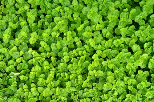 Blanket of green-leaf small plants © Pete