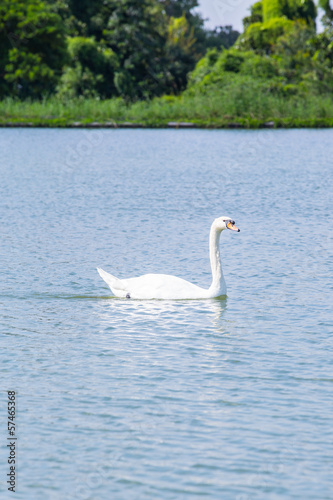 Swan © tuchkay