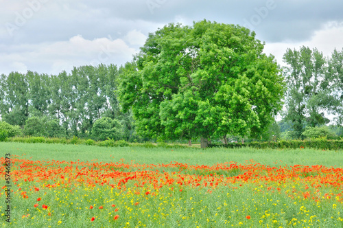 poppies in a field by Bois Guilbert in Normandie photo