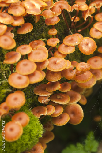 Xeromphalina mushrooms photo