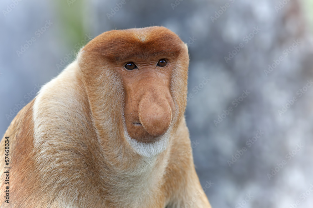 Naklejka premium Proboscis monkey