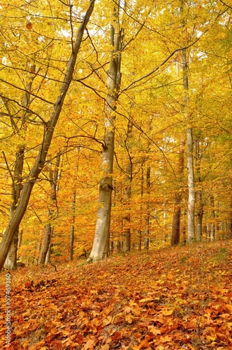 Autumn trees © ondrej83