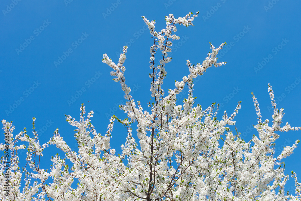 Blossoming plum.