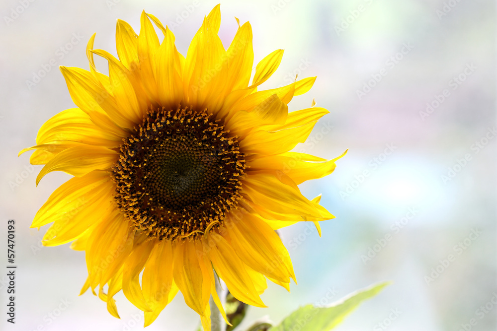 Obraz premium Sonnenblume