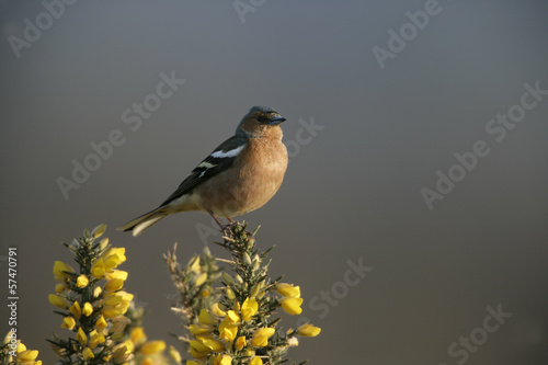 Chaffinch, Fringilla coelebs,