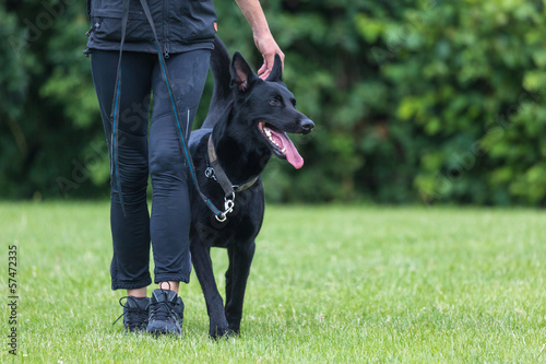 Fototapeta Naklejka Na Ścianę i Meble -  Malinois