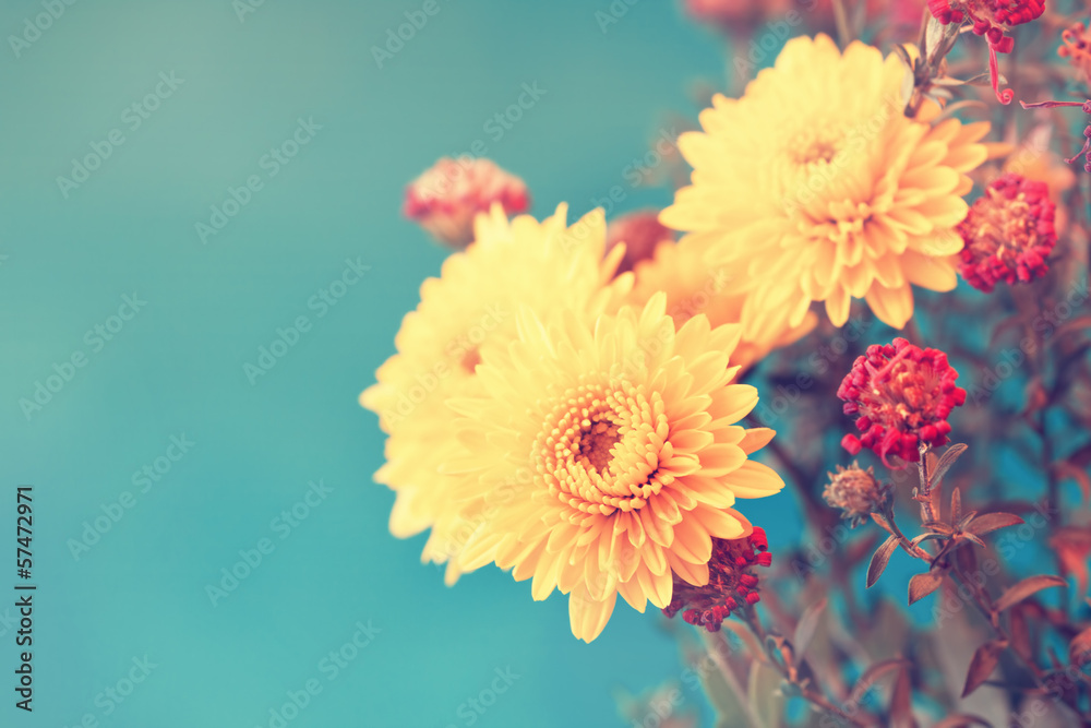 cute soft yellow asters on a blue background cute soft yellow asters on a blue background
