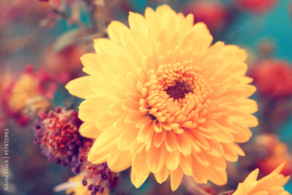Fototapeta premium adorable autumnal soft yellow aster close up