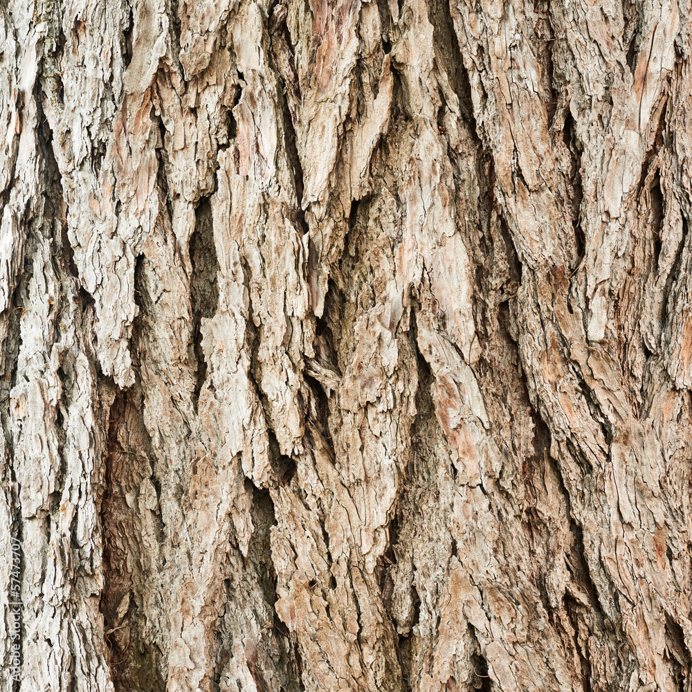 Obraz premium Old tree bark texture fragment