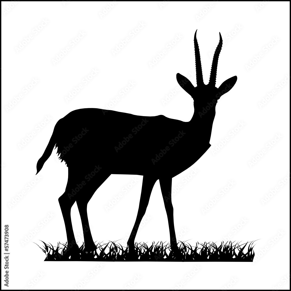 antelope antelope