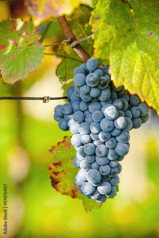 Fototapeta premium Wine grapes