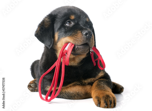 Fotografia rottweiler and leash