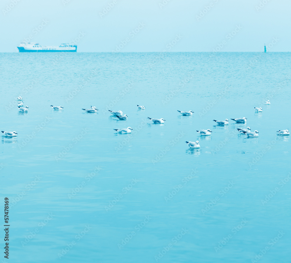 Birds swimming in the sea