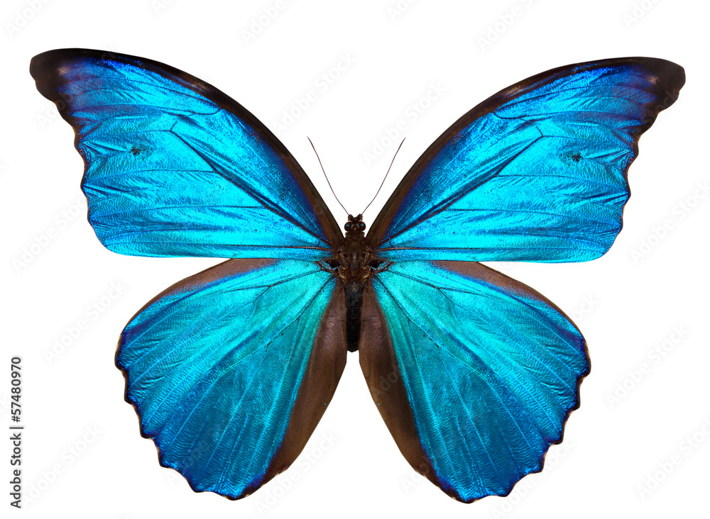 Fototapeta premium piękny motyl na białym tle