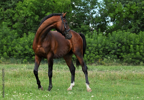 Warmblood stallion standing on pasturage