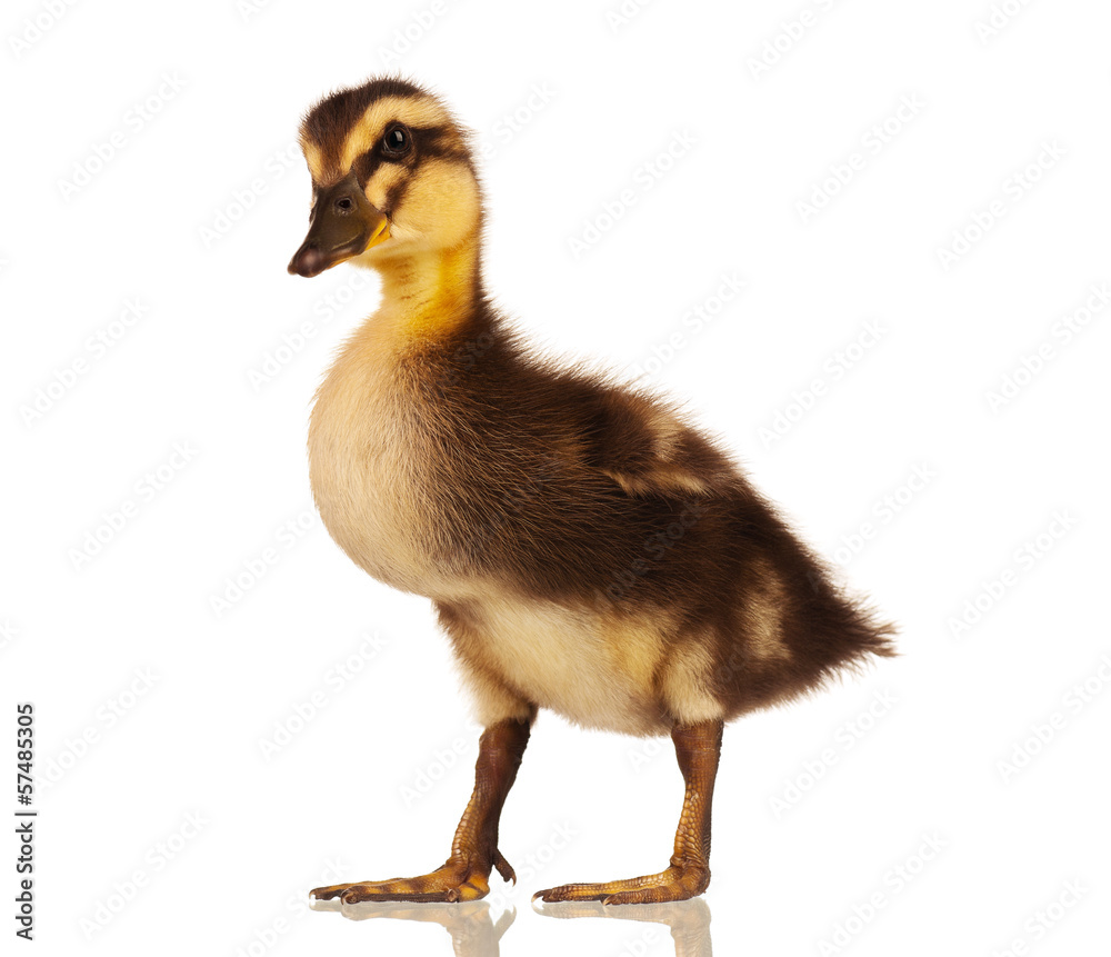 Domestic duckling Domestic duckling